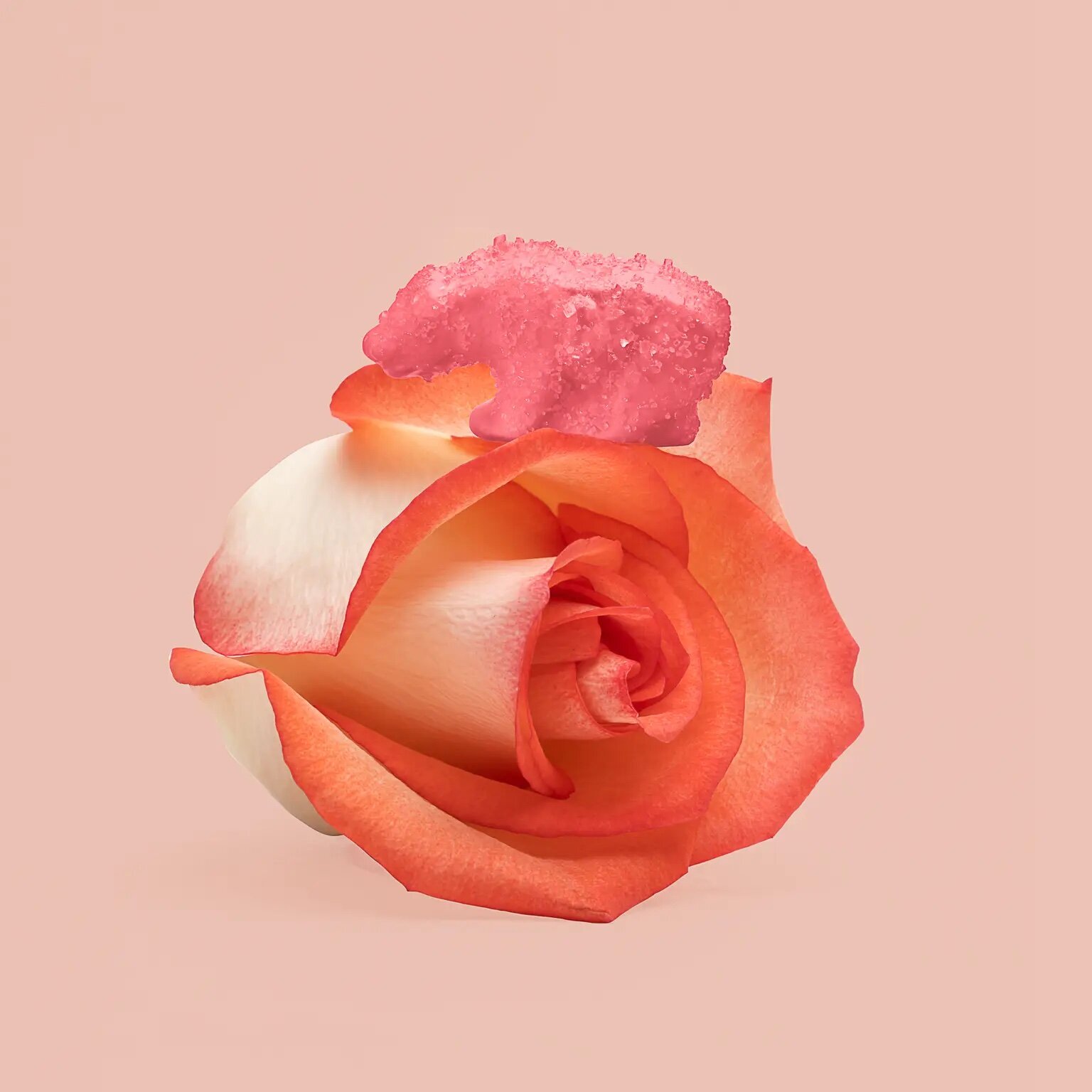 san diego strawberry rose gummy bears